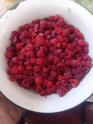 Малина: Малина (садовые кусты) - Сортовой малинник с мощными высокими — 10