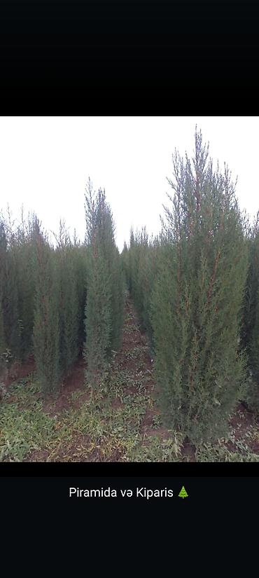 Tinglər: Eldar wami ve kiparis pramida isdenilenn sayda ve olcude var qiymet — 6