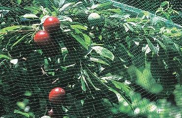 ростки: Защитные сетки от птиц — 5