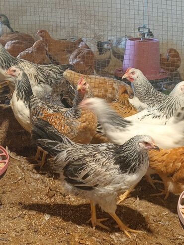 cins ineklerin satisi: Tam saglam 3 ayln icinde olan colpalar satllr hem damazllga hem kesime