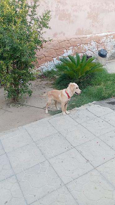 İtlər: Retriever, 4 ay, Erkək, Peyvəndli, Ünvandan götürmə — 2
