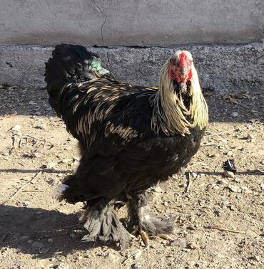 Куры, петухи: Продаю | Петух | Брама, Кохинхин | Для разведения — 5