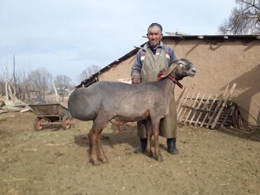 куплю баран село ленинское: Продаю | Баран (самец) | Арашан