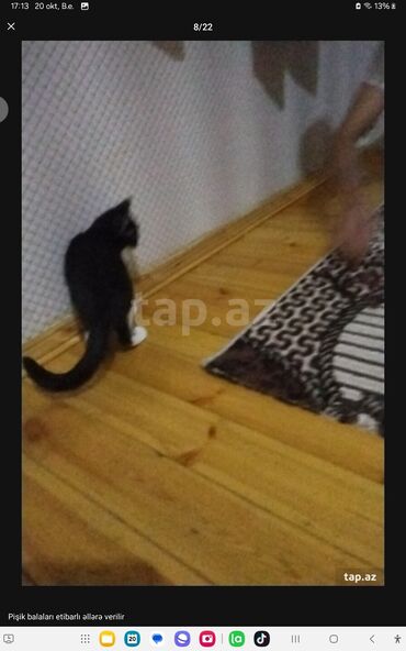 Pişiklər: Yaxşı əllərə — 12