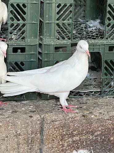 goyerçin: Məhsul: Evdə saxlanılmağa və damlıq üçün müxtəlif rəng və naxışlarda — 1