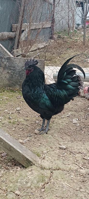 astroloq: ❗Təcili satiram❗ayam cemani ilə astroloq qarişiği 2 xoruz 1 fere — 1