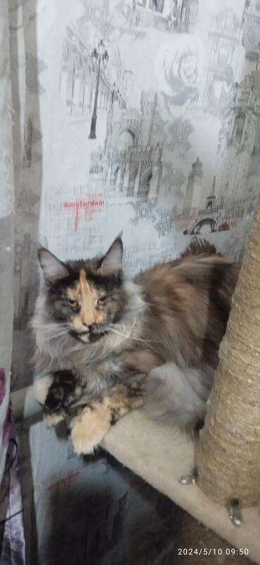 купить кота персидского: Мейн-Кун ❤️ Полидакт,6/6Шикарная девочка.Продается с документами и