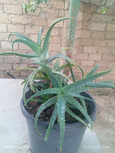 алоэ пайдасы: Aloe vera (sukkulent) – iri plastik dibçəkdə - Bitki: Aloe vera — 3