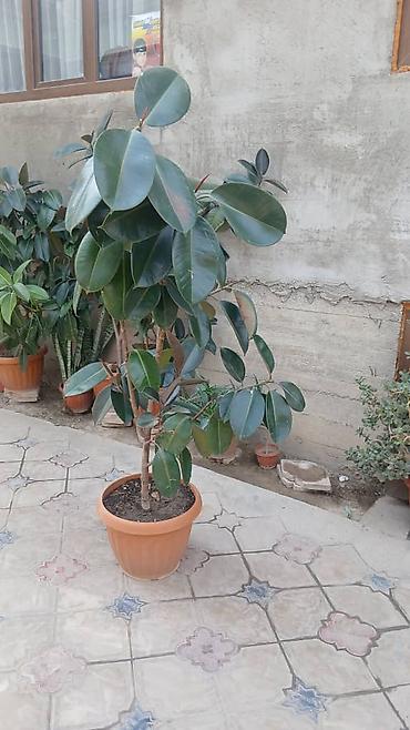 пальма вашингтония: Фикус эластика (Ficus elastica, каучуковое дерево) в горшках — 5