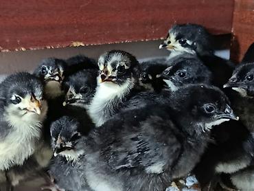 quşlar: Həm ətlik həm də yumurtalıq alman sortu olan australorp toyuqlarının — 5