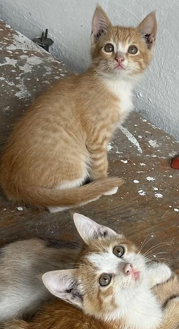 перепелка бишкек: Котят отдам в хорошие руки даром — 4