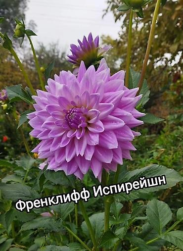 красный бантик: Георгины сортовые – коллекция ярких махровых и полумахровых — 6