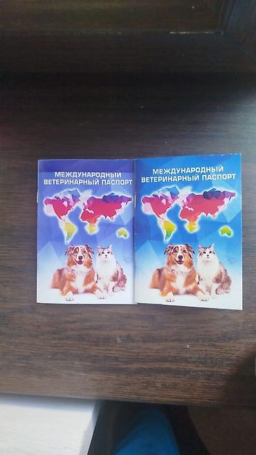 сова: Кошка даром: Беспородная, Мальчик, Приучена к лотку, Проглистована, С документами — 3