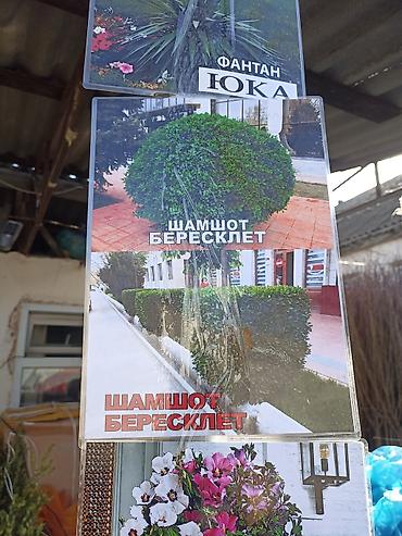 Виноград: Саженцы оптом и в розницу г.Бишкек доставка по городу Все виды — 16