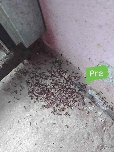 Kućna hemija i proizvodi za kuću: Limes – domaća sredstva za čišćenje i negu - Limes Sjaj Abraziv (600 — 65