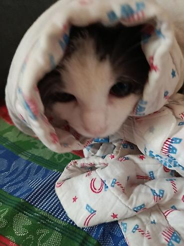 Отдам даром кошку: Здравствуйте! 🙏 У нас есть 1 щенок (6 месяцев) и 2 котенка (4 месяца) — 15