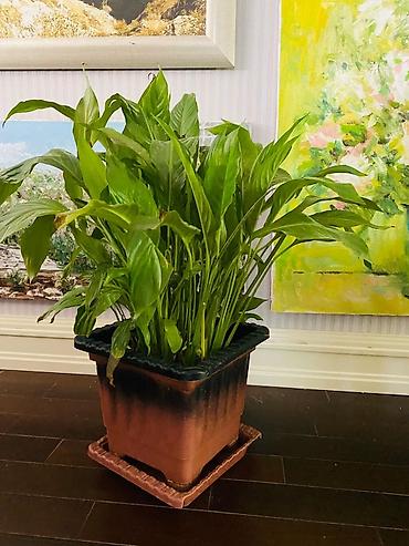 1.80 yolka: Spathiphyllum (Sülh zanbağı) – iri, sıx yarpaqlı otaq bitkisi - Növ — 2