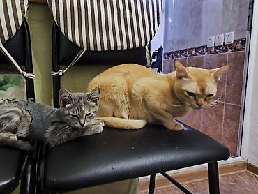 кошки свинкс: Кошка даром: Беспородная, 1 месяц, Девочка, Приучена к лотку — 4