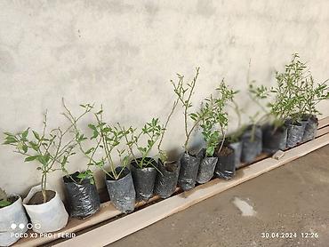 limon ağaçı: Ağaclar satışı Limon Apersin Mandalin Kinkan Palma fexu isdeyen yazsın — 3