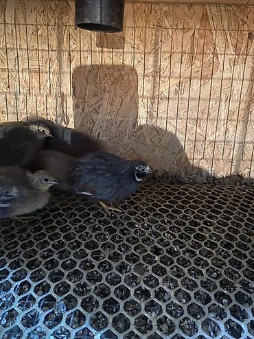 Другие с/х животные: Китайские расписные перепелки - Породы/окрасы: смешанные – тёмные — 5