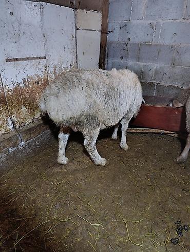 Баран, овца: Продаю | Овца (самка) | Для разведения | Осеменитель — 7