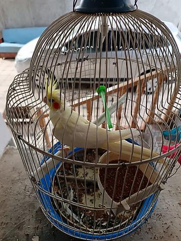 Tutuquşları: Nimfa tutuquşusu (cockatiel) – albinos/işıq rəngli lutinio forması - — 2