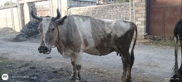 sağmal inek: Dişi, Holsteyn, Simental, il: 5, 450 kq, Damazlıq, Südlük, Ətlik
