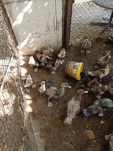 ordey satisi: Evden kocuruk deyene satiram hamisini . tek tek satmiram . Muscovy — 5