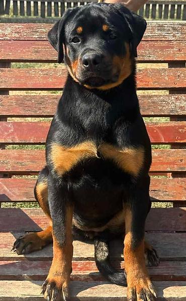 Pets & Animals: Dve vrhunske ženke R O T V A J L E R A Otac: Xeno von der Crossener — 7