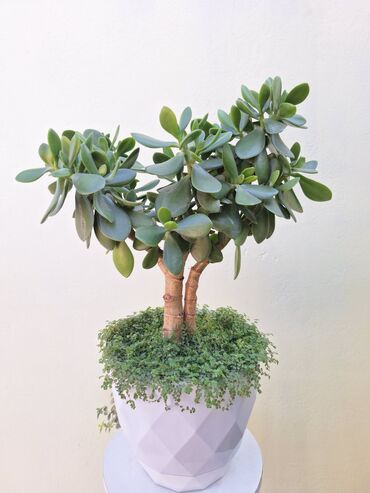 купить дерево лимона с плодами: Толстянка (денежное дерево) в декоративном горшке. - Растение с