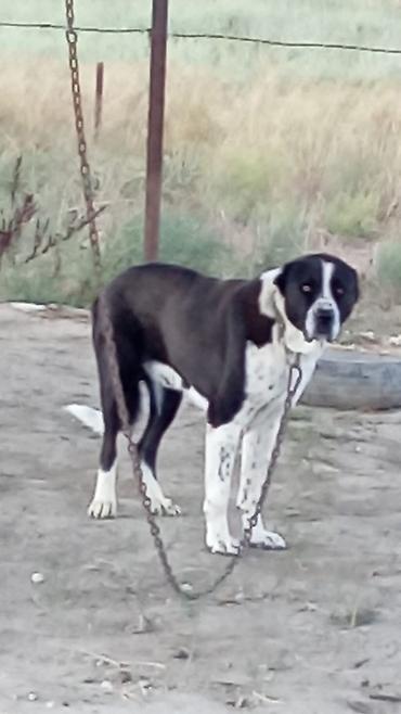 akita iti satilir: Qurdbasar, 2 il, Erkək — 1