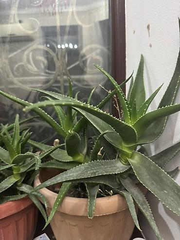 Алоэ: Алоэ вера и сансевиерия (щучий хвост) в горшках - Алоэ вера: кусты и — 11