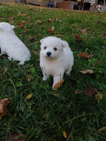 Psi: Nemački špic štenci - majka je naš kućni pas (ima je na slici gde na lalafo.rs — 1 Psi: Nemački špic štenci - majka je naš kućni pas (ima je na slici gde — 1