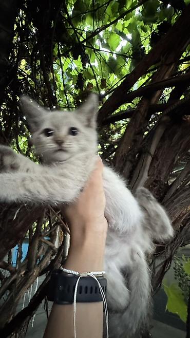котят ош: Отдаем котят в добрую и любящую семью. Котята приучены к лотку и — 7