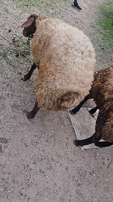 pit dermani: 2 dənə Qala cinsi baci qardas,disi 1 il nece ayligdi hələ cüte — 2
