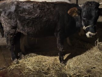 дом для животных: Сатам | Кунаажын | Көбөйтүү үчүн | Байланган