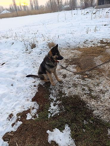 Продажа собак: Немецкая овчарка смешаная 10 Айлык эркек — 5