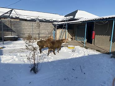 Баран, овца: Продаю | Овца (самка) | Арашан | Для разведения — 9