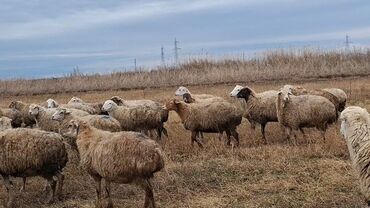 Qoyunlar, qoçlar: Otlaqda otlayan bir sürü qoyun. Qoyunların əksəriyyəti açıq rəngli — 16