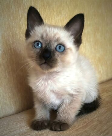 породистые котята в добрые руки: Сиамская, В добрые руки, Бесплатная доставка