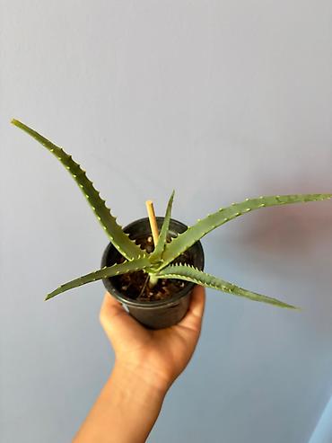 циркулярная пила: Aloe (sukkulent) – qara plastik saksıda 2 ədəddir - Növ: Aloe — 4