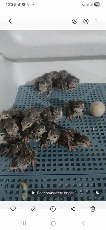 qaşqaldaq quşu: Keklik