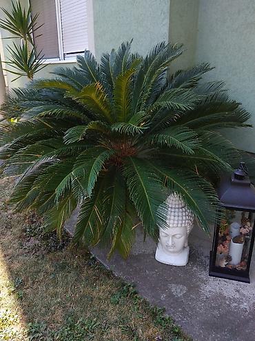 drvo života slike: Sago palma (Cycas revoluta) – dekorativna zimzelena biljka - — 2