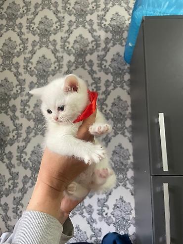 Pişiklər: Şotland, Erkək, Dişi — 30