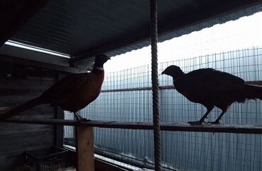 продам индюков: Продам фазанов