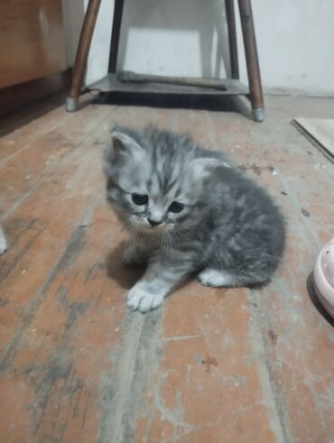 котята сибирской кошки: Табылган : Эркек