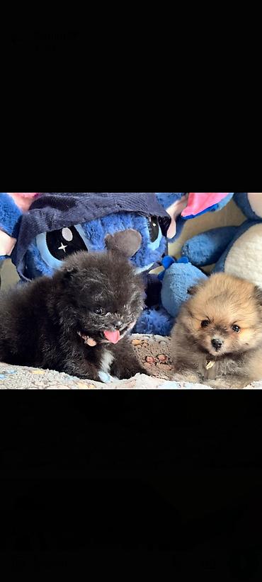 İtlər: Şpitz, Erkek — 6