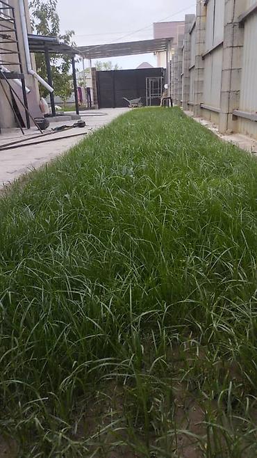 Газон: Газон и Автополив жасайбыз баасы келишим турдо болот! — 16