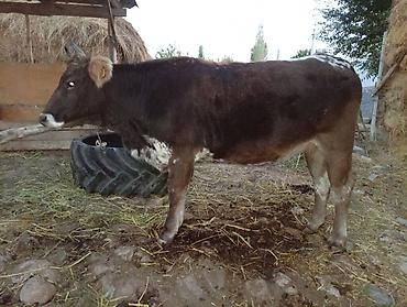Продам с/х животных: Продаю | Корова (самка) | Для разведения | Привязанные — 1