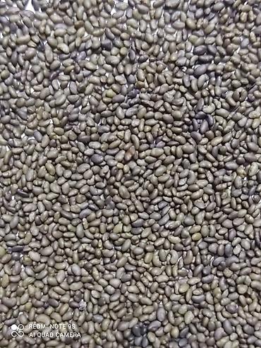 Другие зерновые культуры: Бедэ урук сатылат,Жогорку сорт,тап — 9